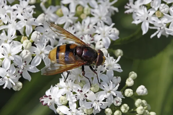 Framed Print : Hoverfly Visiting Flowers Print Framed Print : Hoverfly Visiting Flowers Print
