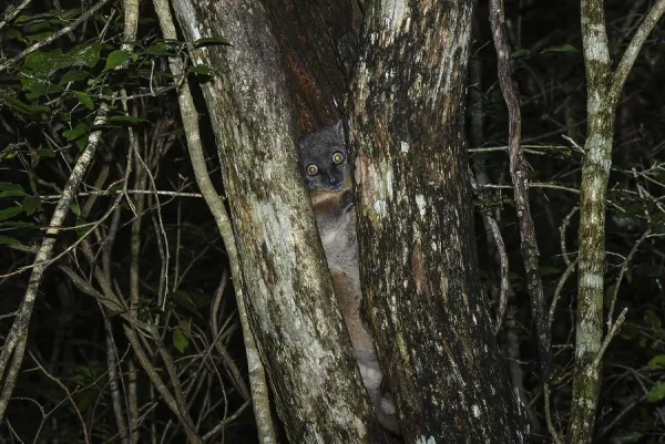Hubbard's Sportive Lemur Print, Zombitse-Vohibsia National Park