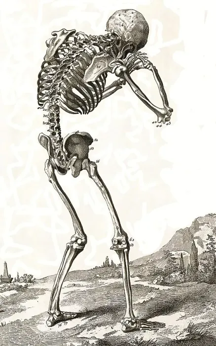 Framed Print : Human Skeleton Print, Bent Forward Framed Print : Human Skeleton Print, Bent Forward