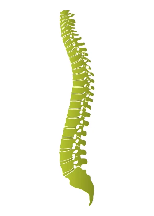 Framed Print : Human Spine Print, Schematic Representation Framed Print : Human Spine Print, Schematic Representation