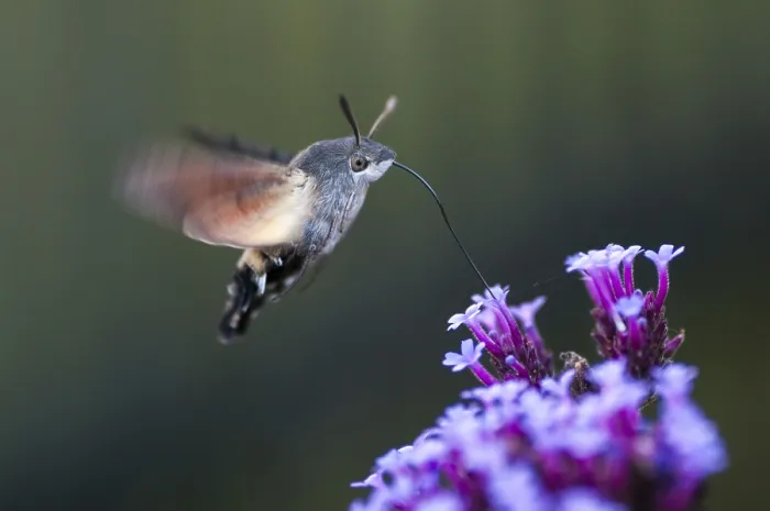 Framed Print : Hummingbird Hawk-moth in Flight Print Framed Print : Hummingbird Hawk-moth in Flight Print