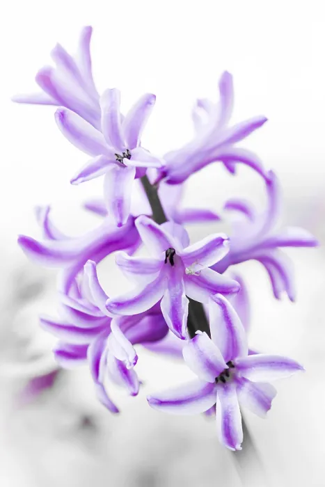 Framed Print : Close-up Hyacinth Print Framed Print : Close-up Hyacinth Print