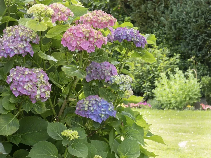 Framed Print : Hydrangea in Bloom, North Rhine-Westphalia Print Framed Print : Hydrangea in Bloom, North Rhine-Westphalia Print