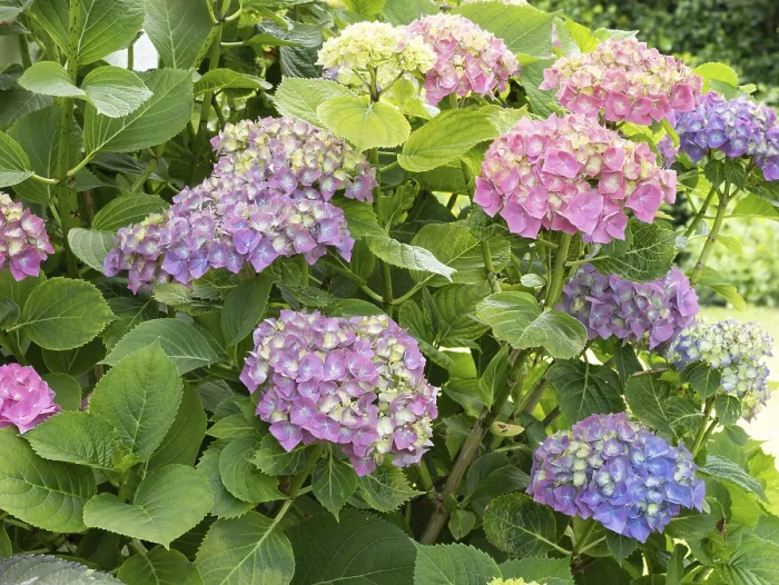 Framed Print : Hydrangea in bloom print, North Rhine-Westphalia, Germany Framed Print : Hydrangea in bloom print, North Rhine-Westphalia, Germany