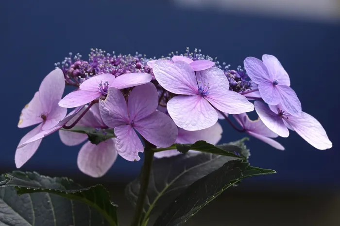 Framed Print : Hydrangea in bloom, summer Germany Print Framed Print : Hydrangea in bloom, summer Germany Print