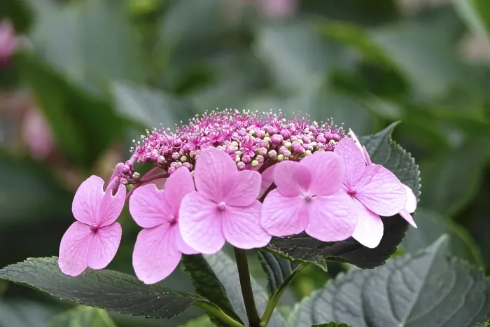 Framed Print : Hydrangea in Bloom Summer Germany Print Framed Print : Hydrangea in Bloom Summer Germany Print