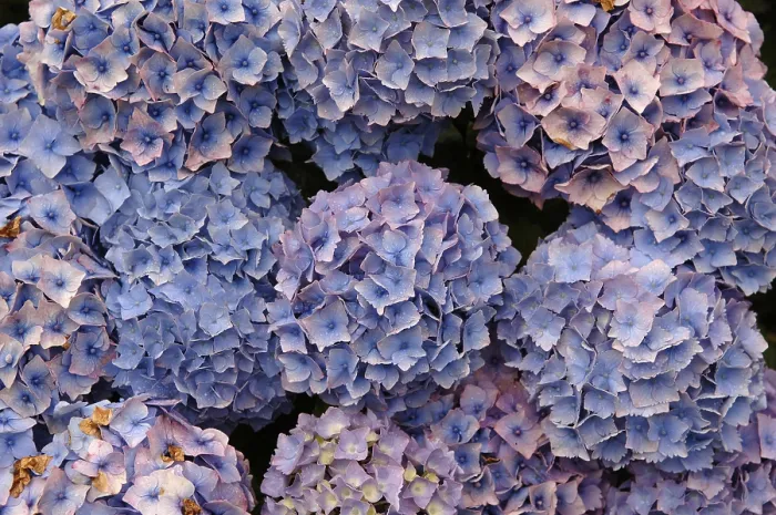 Framed Print : Hydrangea macrophylla Blossoms Print, England Framed Print : Hydrangea macrophylla Blossoms Print, England
