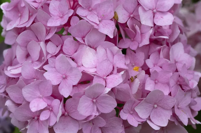 Framed Print : Hydrangea Print, Close Up in Bavaria, Germany Framed Print : Hydrangea Print, Close Up in Bavaria, Germany