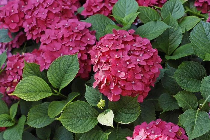 Framed Print : Hydrangea Hortensia Print Framed Print : Hydrangea Hortensia Print