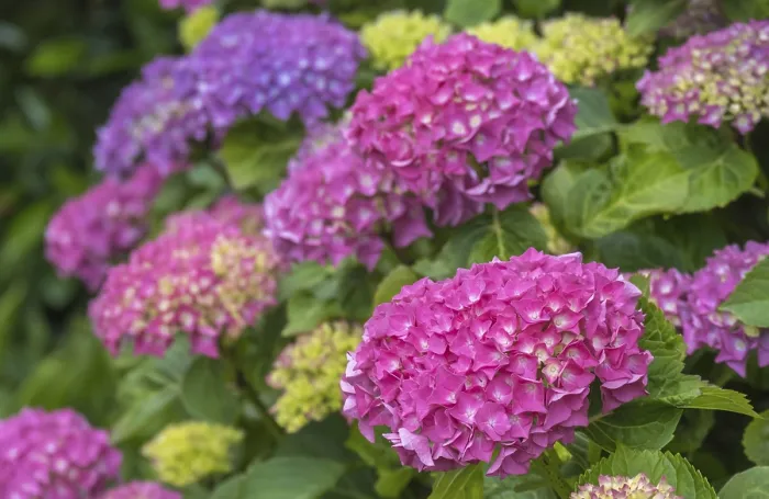 Framed Print : Hydrangea Blossom Print from Münsterland, Germany Framed Print : Hydrangea Blossom Print from Münsterland, Germany