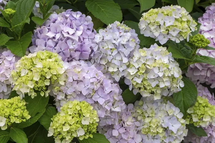 Framed Print : Hydrangea Print from Ireland
