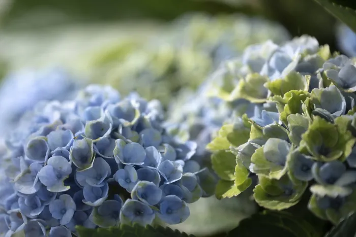 Framed Print : Hydrangea Macrophylla Print, Dortmund, Germany Framed Print : Hydrangea Macrophylla Print, Dortmund, Germany