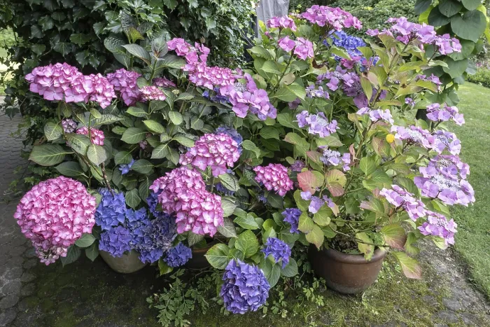Framed Print : Hydrangea (Hydrangea macrophylla) Print, Emsland, Germany Framed Print : Hydrangea (Hydrangea macrophylla) Print, Emsland, Germany