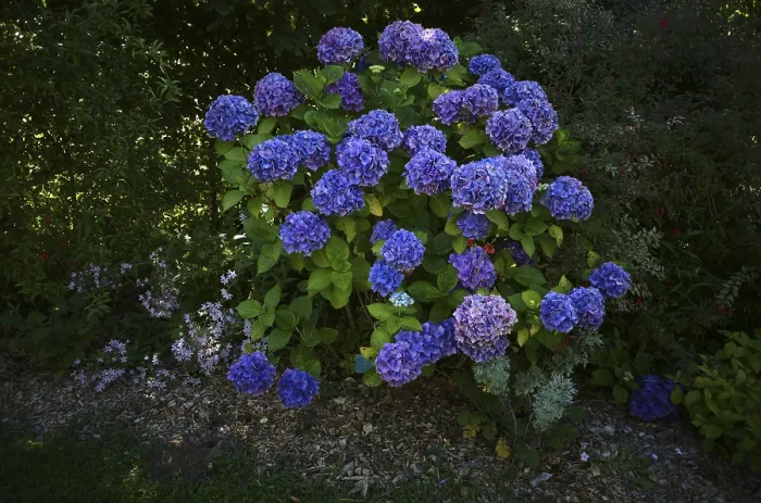 Framed Print : Hydrangea macrophylla Hamburg Print, Côtes-d'Armor, France Framed Print : Hydrangea macrophylla Hamburg Print, Côtes-d'Armor, France