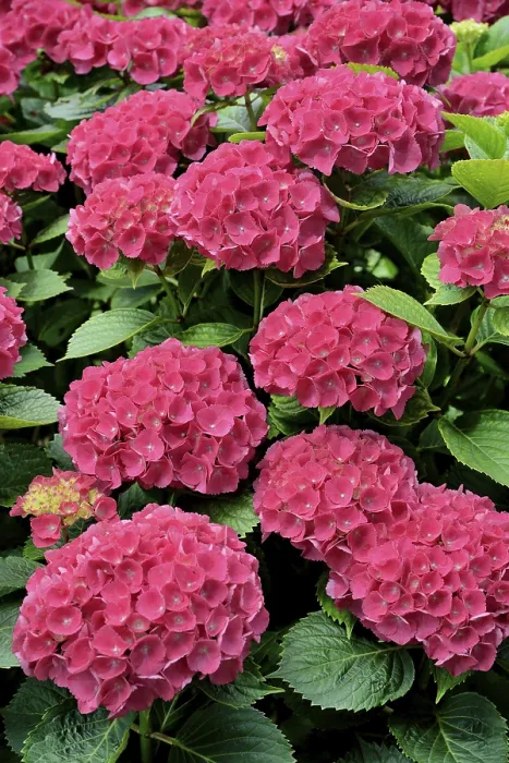 Framed Print : Pink Hydrangea Print, North Rhine-Westphalia, Germany Framed Print : Pink Hydrangea Print, North Rhine-Westphalia, Germany