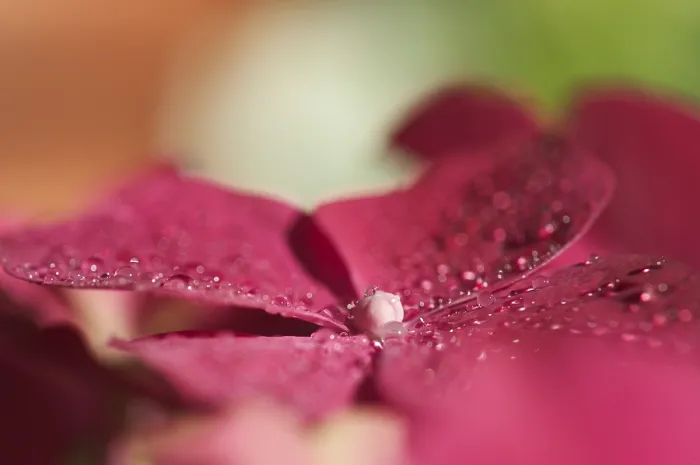Framed Print : Hydrangea macrophylla Print