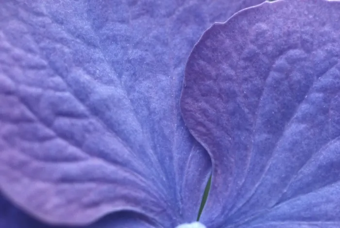 Framed Print : Hydrangea macrophylla Shrub Print Framed Print : Hydrangea macrophylla Shrub Print