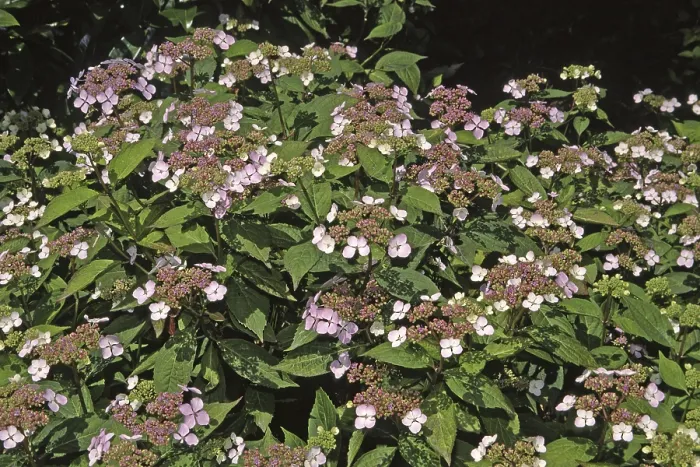 Framed Print : Hydrangea serrata Bluebird Print Framed Print : Hydrangea serrata Bluebird Print