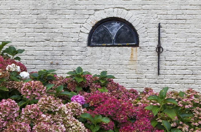Framed Print : Hydrangeas in Bloom Print, Texel Island, Netherlands Framed Print : Hydrangeas in Bloom Print, Texel Island, Netherlands