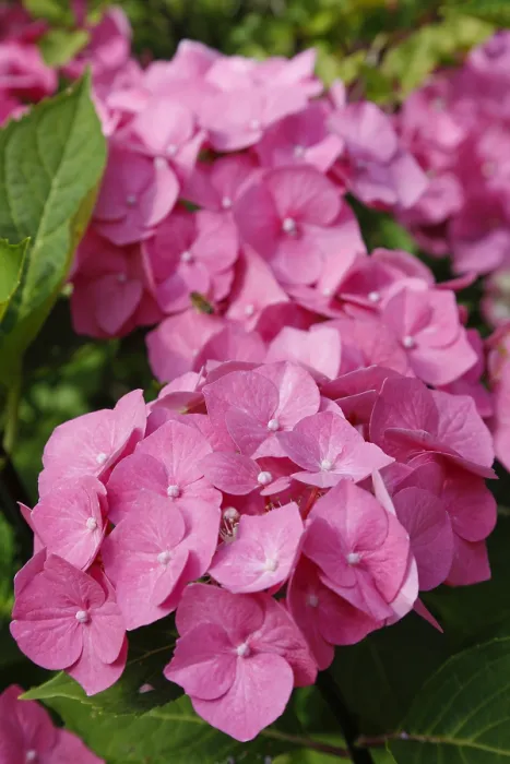 Framed Print : Hydrangeas in a German Garden Print Framed Print : Hydrangeas in a German Garden Print