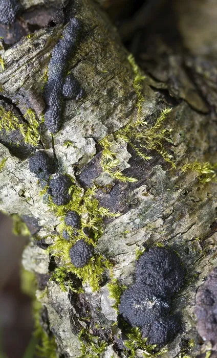 Framed Print : Hypoxylon multiforme Print in Vertical Format