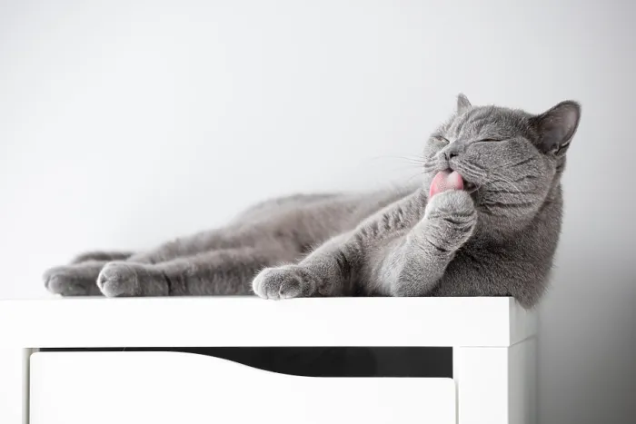 Framed Print : British Cat on Cupboard, Poznań Print Framed Print : British Cat on Cupboard, Poznań Print