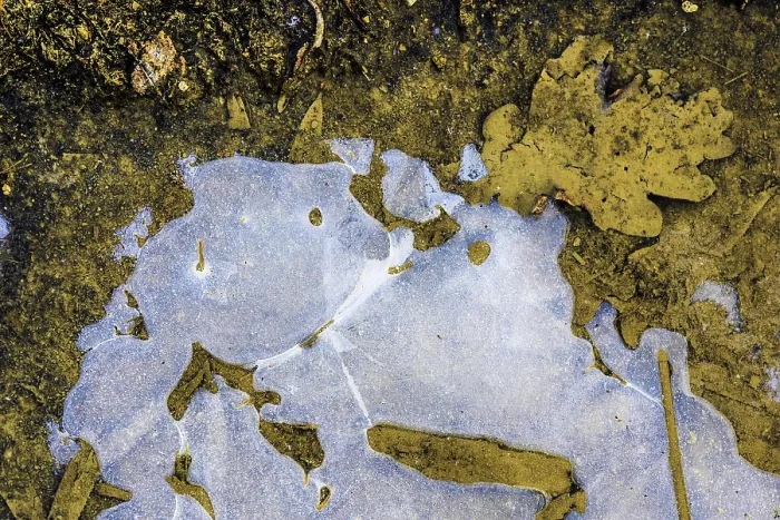 Framed Print : Print of Ice Structures in a Puddle, Hesse, Germany Framed Print : Print of Ice Structures in a Puddle, Hesse, Germany