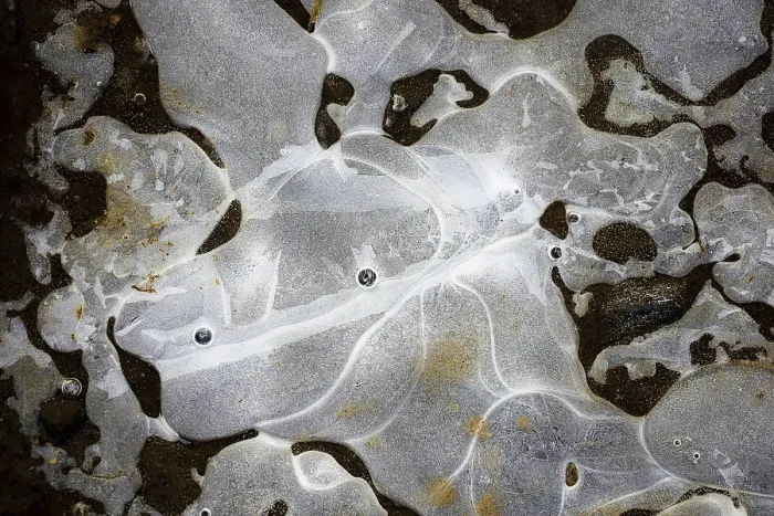 Framed Print : Ice Structures in a Puddle Print, Hesse, Germany Framed Print : Ice Structures in a Puddle Print, Hesse, Germany