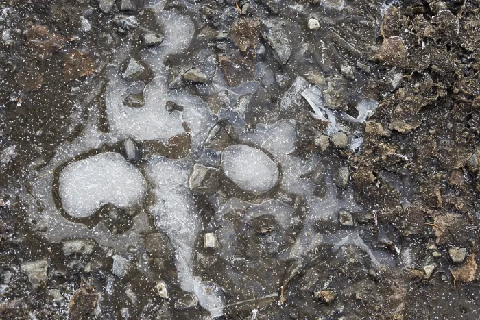 Framed Print : Ice Structures in a Puddle Print, Hesse, Germany Framed Print : Ice Structures in a Puddle Print, Hesse, Germany