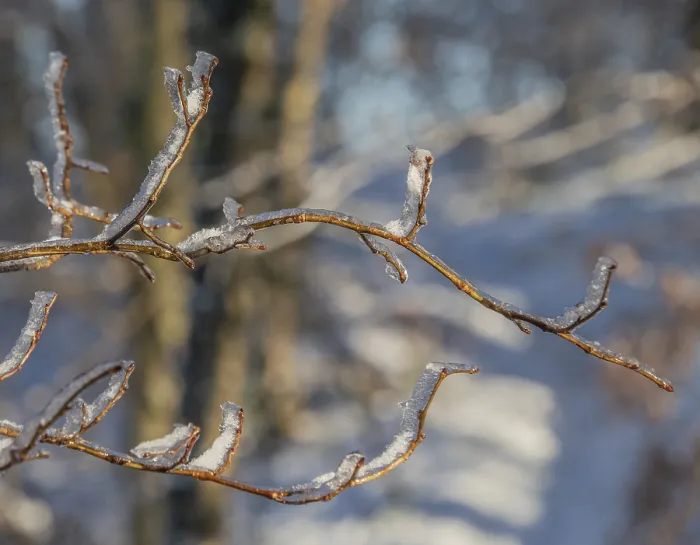 Framed Print : Frosted Winter Tree Print