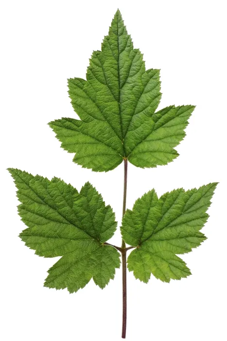 Framed Print : Ideal Green Leaf Print - Isolated on White Framed Print : Ideal Green Leaf Print - Isolated on White
