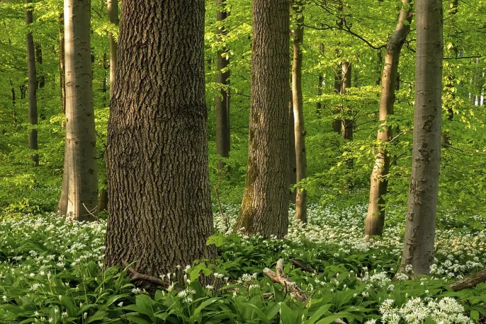 Framed Print : An Idyllic Deciduous Forest in Spring Print, Germany Framed Print : An Idyllic Deciduous Forest in Spring Print, Germany
