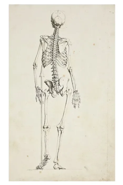Framed Print : Human Skeleton Print Framed Print : Human Skeleton Print