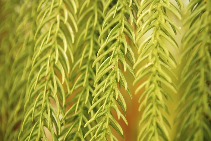 Framed Print : Green Leaf Closeup Print Framed Print : Green Leaf Closeup Print
