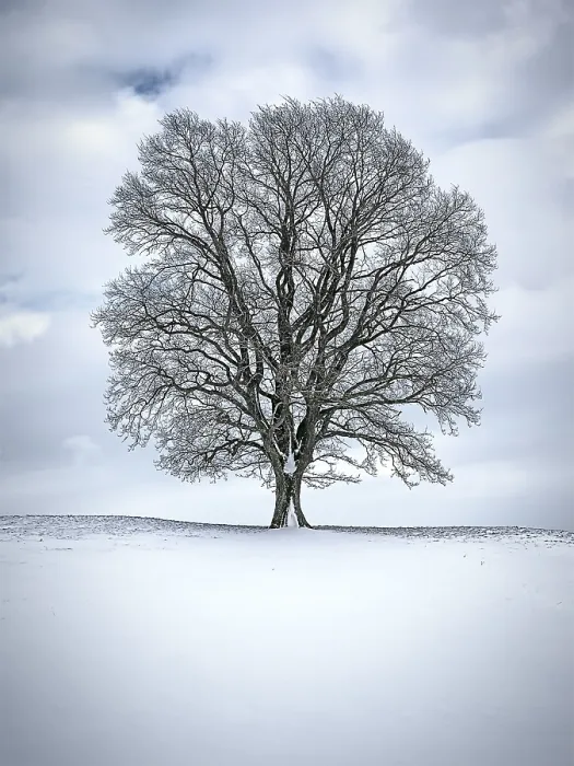 Framed Print : Winter Tree Print Framed Print : Winter Tree Print