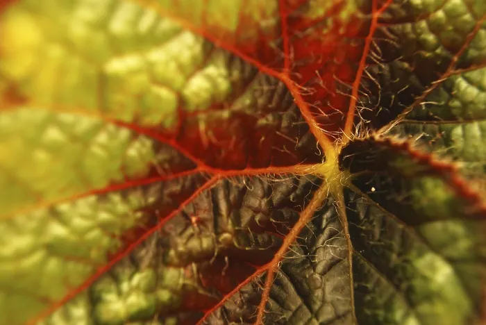 Framed Print : Closeup Red Leaf Print Framed Print : Closeup Red Leaf Print