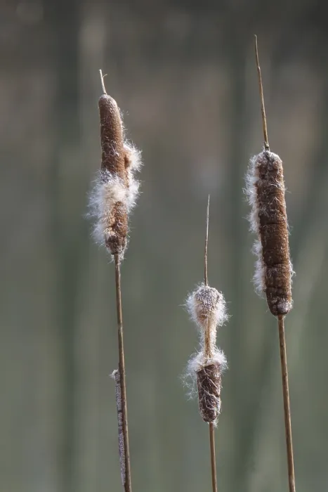 Framed Print : Inflorescence of a Bulrush Print, Germany Framed Print : Inflorescence of a Bulrush Print, Germany