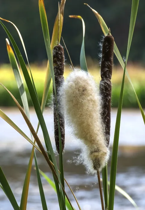 Framed Print : Typha Inflorescence Print, Germany