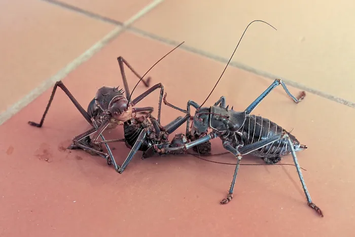Framed Print : Armoured Bush Cricket on Tiled Floor Print Framed Print : Armoured Bush Cricket on Tiled Floor Print
