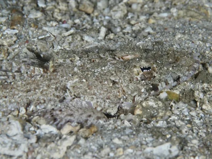 Framed Print : An almost invisible crocodilefish Print Framed Print : An almost invisible crocodilefish Print