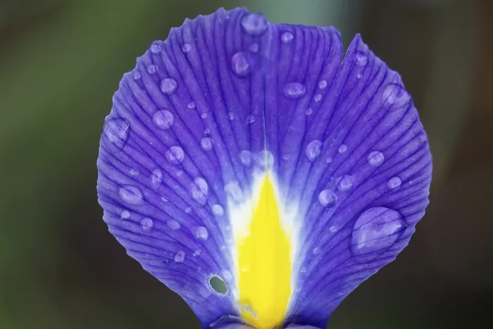 Framed Print : Iris Print by Van Gogh