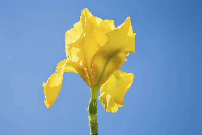 Framed Print : Iris germanica Print - German Iris Flower Framed Print : Iris germanica Print - German Iris Flower