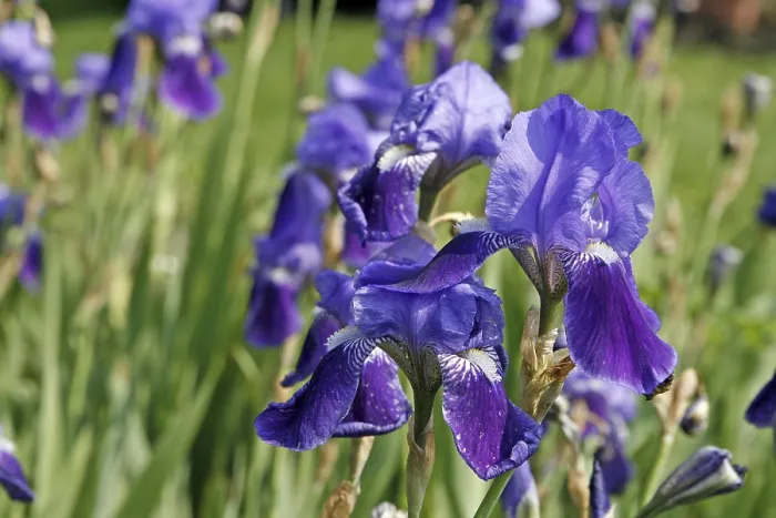 Framed Print : Iris germanica Print - German Iris
