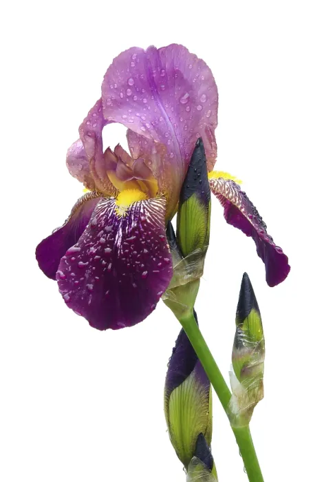 Framed Print : Print of Vincent van Gogh's 'Iris, iris Iris, iris'