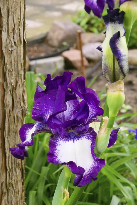 Framed Print : Iris Print by Van Gogh, 1889