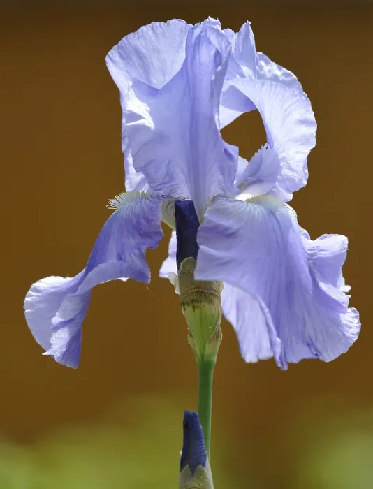 Framed Print : Iris Germanica Print - A Delicate Flower