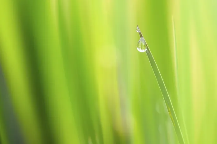 Framed Print : Iris sp. Leaf Tip with Rain Drop Print, Germany Framed Print : Iris sp. Leaf Tip with Rain Drop Print, Germany