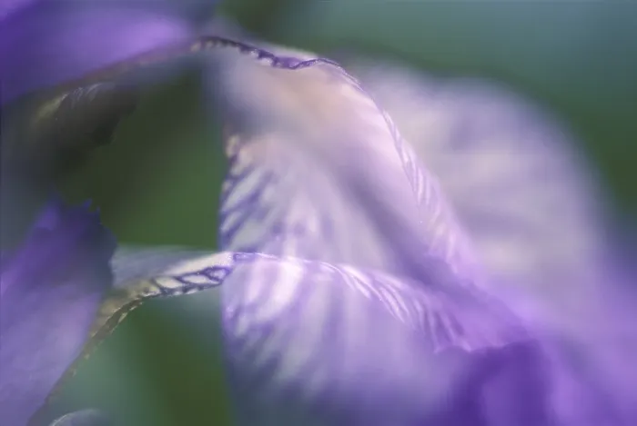 Framed Print : Iris sibirica Print - Siberian Iris Framed Print : Iris sibirica Print - Siberian Iris