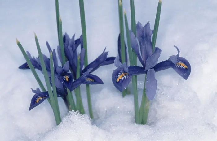 Framed Print : Print of Iris in Snow (Iris reticulata) Framed Print : Print of Iris in Snow (Iris reticulata)