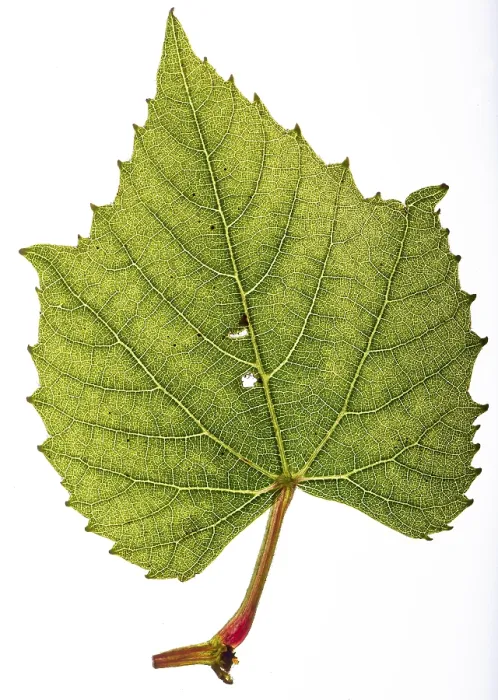 Framed Print : Isolated Vine Leaf Print, Backlit Detail Framed Print : Isolated Vine Leaf Print, Backlit Detail